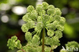 Gewone bereklauw (Heracleum sphondylium)