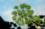 Hogweed (Heracleum sphondylium)