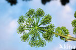 Hogweed (Heracleum sphondylium)