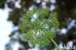 Hogweed (Heracleum sphondylium)