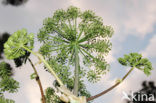 Gewone bereklauw (Heracleum sphondylium)