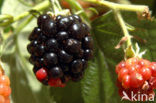 Blackberry