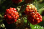 Blackberry