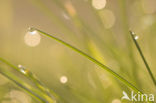 Grass