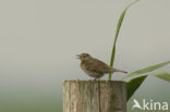 Meadow Pipit (Anthus pratensis)