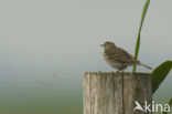 Graspieper (Anthus pratensis) 