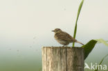 Graspieper (Anthus pratensis) 