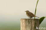 Graspieper (Anthus pratensis) 