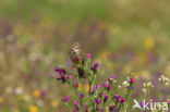 Corn Bunting (Miliaria calandra)