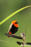 Red bishop (Euplectes orix)