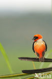 Red bishop (Euplectes orix)