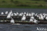 Grijskopmeeuw (Larus cirrocephalus)