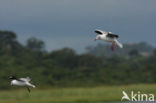 Grijskopmeeuw (Larus cirrocephalus)