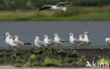 Grijskopmeeuw (Larus cirrocephalus)