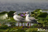 Grijskopmeeuw (Larus cirrocephalus)