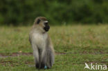 Groene meerkat (Cercopithecus aethiops)