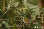 Groenkophoningzuiger (Nectarinia verticalis)