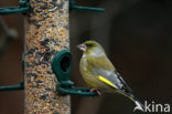 Groenling (Carduelis chloris)