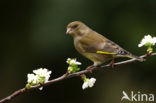 European Greenfinch (Carduelis chloris)