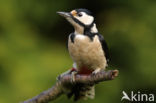 Grote Bonte Specht (Dendrocopos major)