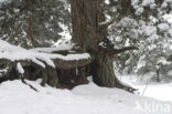 Scots Pine (Pinus sylvestris)