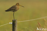 Black-tailed Godwit (Limosa limosa) 