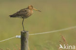 Black-tailed Godwit (Limosa limosa) 
