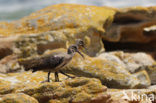 Hadada Ibis (Bostrychia hagedash)