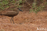 Hamerkop (Scopus umbretta)