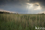 Haulerpolder