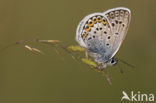 Silver Studded Blue (Plebejus argus)