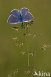 Heideblauwtje (Plebejus argus) 