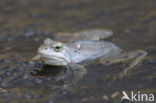 Moor Frog (Rana arvalis)