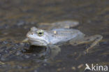 Heikikker (Rana arvalis) 