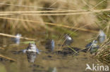 Moor Frog (Rana arvalis)