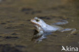 Moor Frog (Rana arvalis)