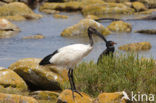 Sacred Ibis (Threskiornis aethiopicus)