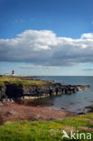 Hook Head