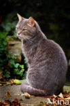 Domestic Cat (Felis domesticus