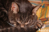 Domestic Cat (Felis domesticus