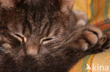 Domestic Cat (Felis domesticus