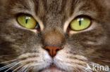 Huiskat (Felis domesticus