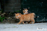 Domestic Cat (Felis domesticus