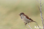 Huismus (Passer domesticus) 