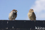 Huismus (Passer domesticus) 