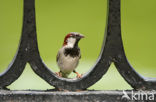 Huismus (Passer domesticus) 