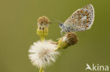 Icarusblauwtje (Polyommatus icarus)