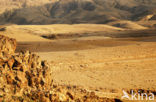 Jordanie