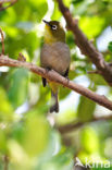 Cape White-eye (Zosterops capensis)