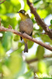 Kaapse Brilvogel (Zosterops capensis)
